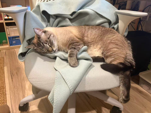 Mei L. — customer photo of Lilt Lambswool Blanket | Stone Hearth